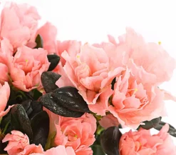 Dehner Azaleen - Zimmerazalee - Rhododendron simsii 'Christine®' Zartrosa