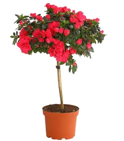 Dehner Azaleen - Zimmerazalee - Rhododendron simsii, Stämmchen, verschiedene Farben