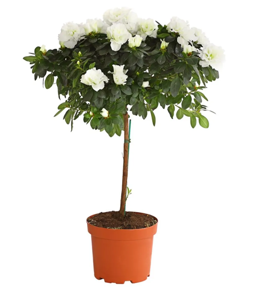 Dehner Azaleen - Zimmerazalee - Rhododendron simsii, Stämmchen, verschiedene Farben