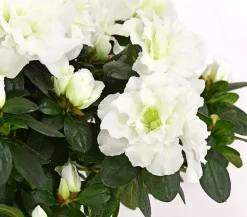 Dehner Azaleen - Zimmerazalee - Rhododendron simsii, Stämmchen, verschiedene Farben