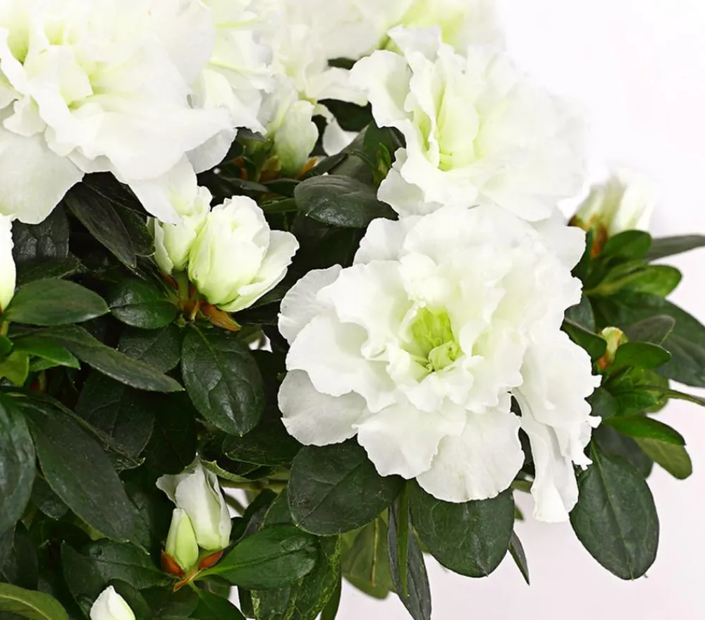 Dehner Azaleen - Zimmerazalee - Rhododendron simsii, Stämmchen, verschiedene Farben