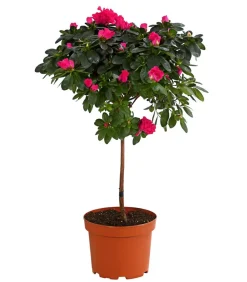 Dehner Azaleen - Zimmerazalee - Rhododendron simsii, Stämmchen, verschiedene Farben