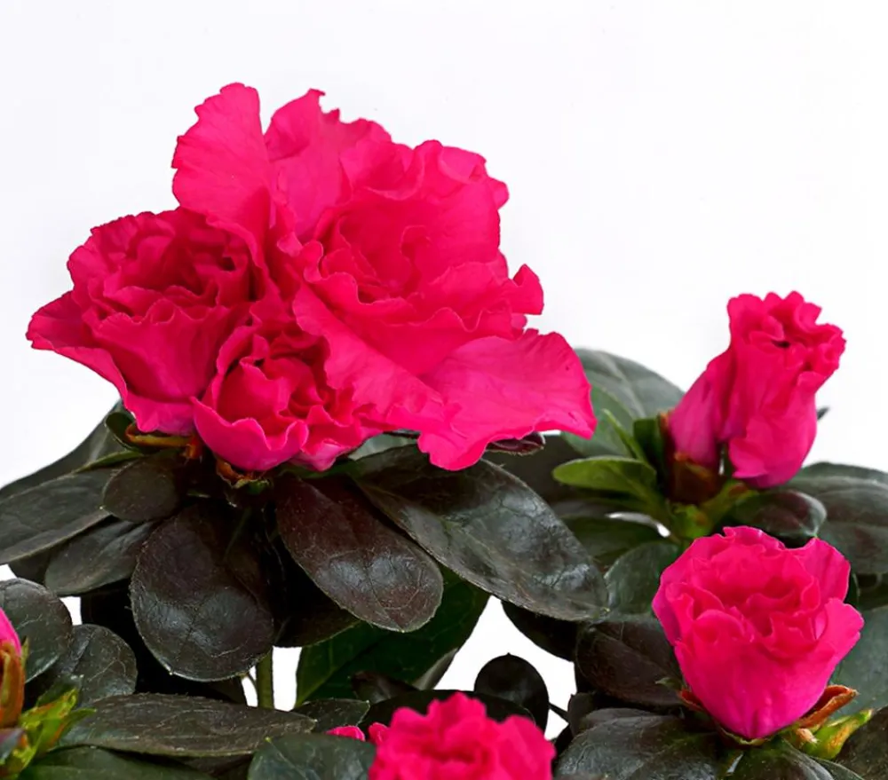 Dehner Azaleen - Zimmerazalee - Rhododendron simsii, Stämmchen, verschiedene Farben