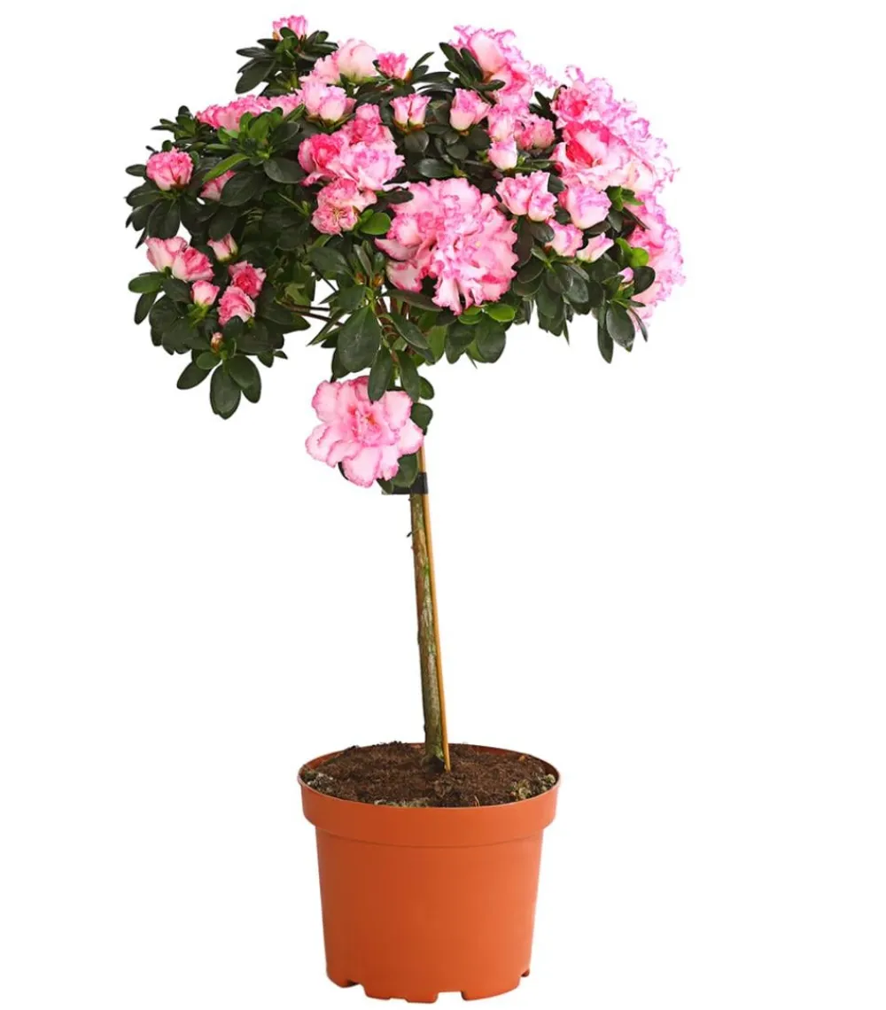 Dehner Azaleen - Zimmerazalee - Rhododendron simsii, Stämmchen, verschiedene Farben