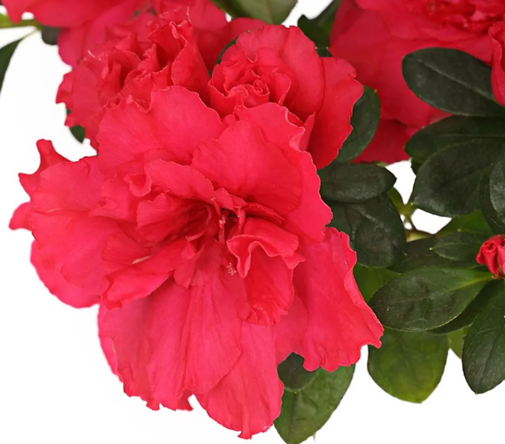 Dehner Azaleen - Zimmerazalee - Rhododendron simsii, Stämmchen, verschiedene Farben