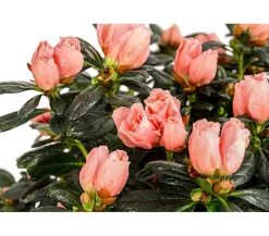 Dehner Azaleen - Zimmerazalee - Rhododendron simsii 'Christine®', Stämmchen, Rosa