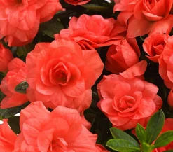 Dehner Azaleen - Zimmerazalee - Rhododendron simsii 'Rosalea' Apricot