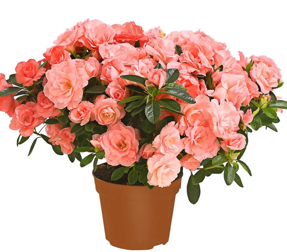 Dehner Azaleen - Zimmerazalee - Rhododendron simsii 'Rosalea' Apricot