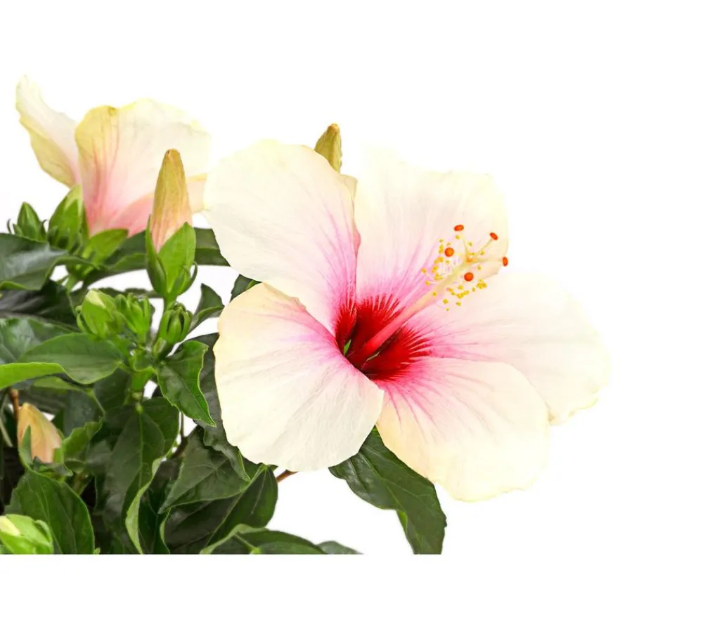 Dehner Terrassenpflanzen|Hibiskus & Oleander > Zimmerhibiskus - Hibiscus rosa-sinensis, Stämmchen, verschiedene Farben