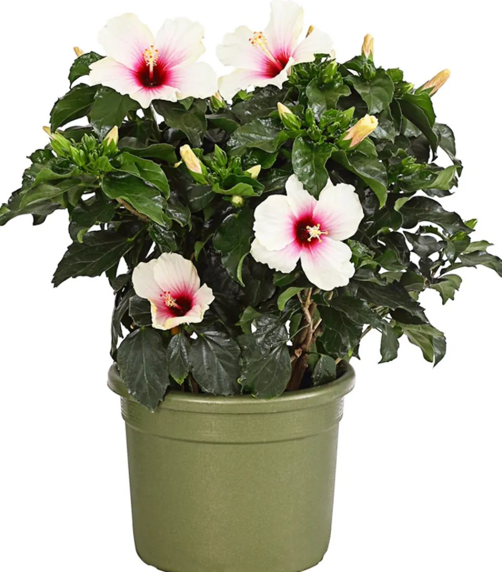 Dehner Terrassenpflanzen|Hibiskus & Oleander > Zimmerhibiskus - Hibiscus -sinensis, verschiedene Farben