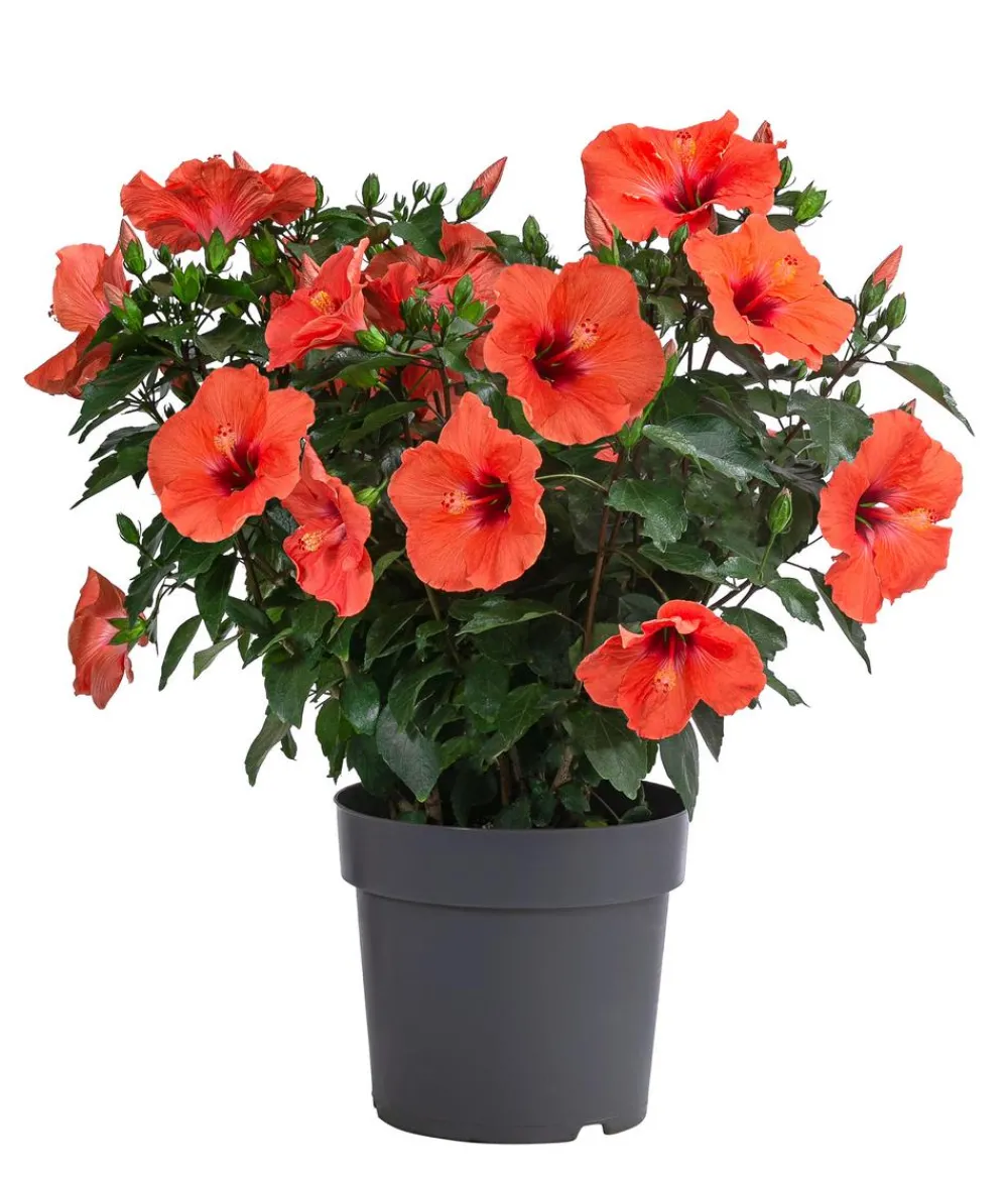 Dehner Terrassenpflanzen|Hibiskus & Oleander > Zimmerhibiskus - Hibiscus -sinensis, verschiedene Farben