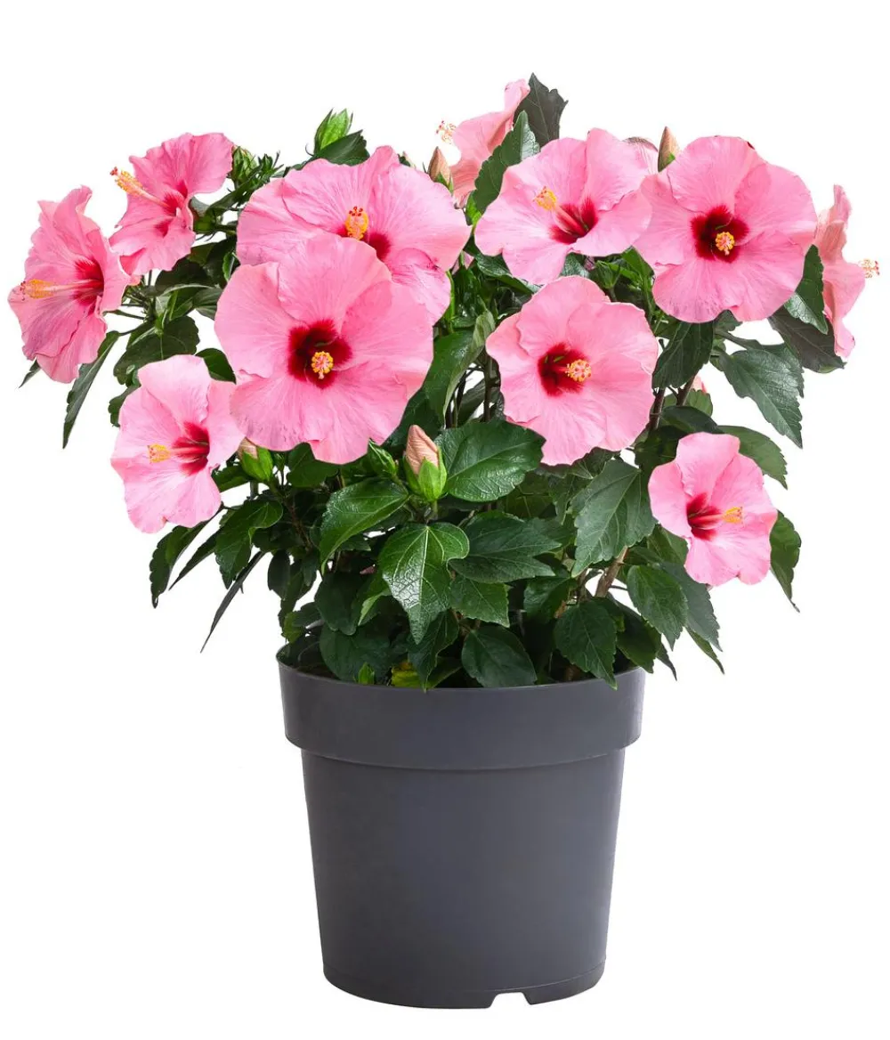 Dehner Terrassenpflanzen|Hibiskus & Oleander > Zimmerhibiskus - Hibiscus -sinensis, verschiedene Farben
