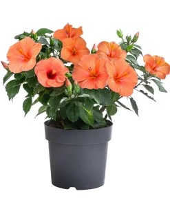 Dehner Terrassenpflanzen|Hibiskus & Oleander > Zimmerhibiskus - Hibiscus -sinensis, verschiedene Farben