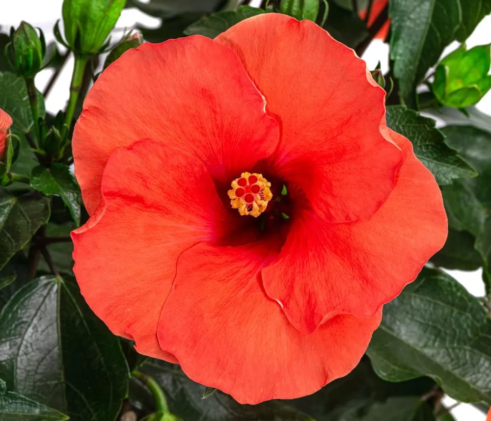 Dehner Terrassenpflanzen|Hibiskus & Oleander > Zimmerhibiskus - Hibiscus -sinensis, verschiedene Farben