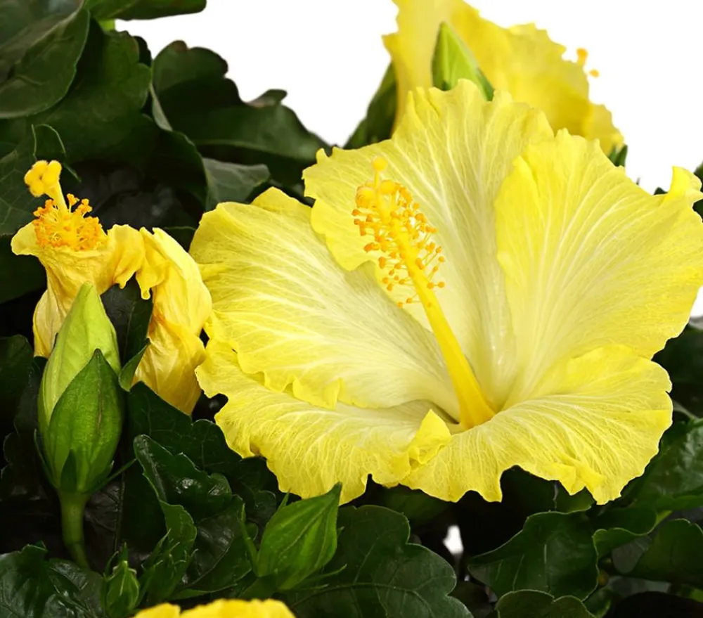 Dehner Terrassenpflanzen|Hibiskus & Oleander > Zimmerhibiskus - Hibiscus -sinensis, verschiedene Farben