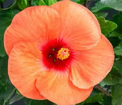 Dehner Terrassenpflanzen|Hibiskus & Oleander > Zimmerhibiskus - Hibiscus -sinensis, verschiedene Farben