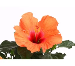 Dehner Terrassenpflanzen|Hibiskus & Oleander > Zimmerhibiskus - Hibiscus rosa-sinensis 'HibisQs®'