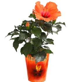 Dehner Terrassenpflanzen|Hibiskus & Oleander > Zimmerhibiskus - Hibiscus rosa-sinensis 'HibisQs®'