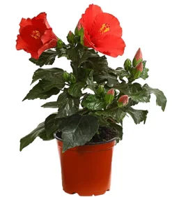 Dehner Terrassenpflanzen|Hibiskus & Oleander > Zimmerhibiskus - Hibiscus rosa-sinensis 'HibisQs®'