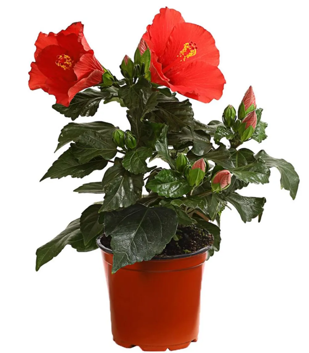 Dehner Terrassenpflanzen|Hibiskus & Oleander > Zimmerhibiskus - Hibiscus rosa-sinensis 'HibisQs®'