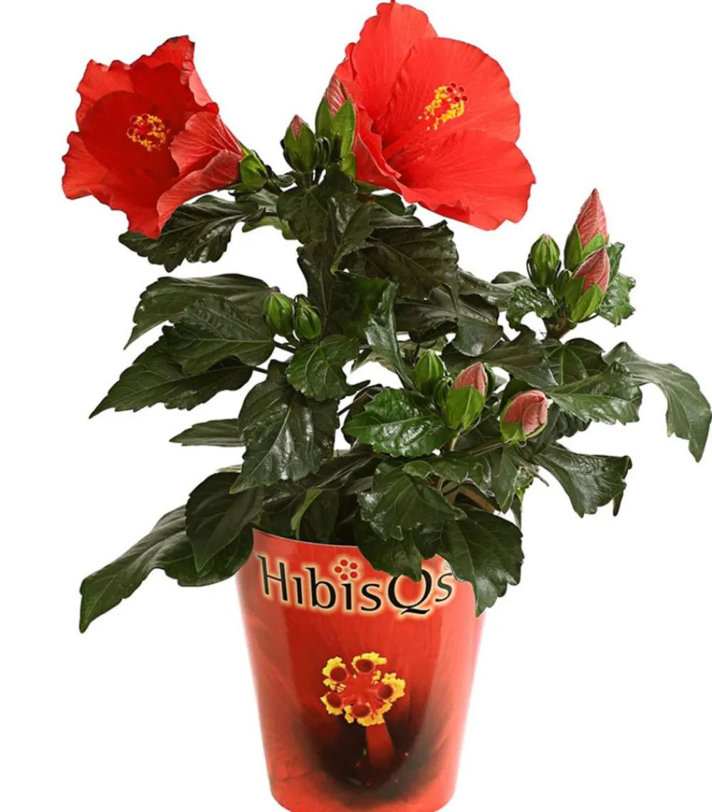 Dehner Terrassenpflanzen|Hibiskus & Oleander > Zimmerhibiskus - Hibiscus rosa-sinensis 'HibisQs®'