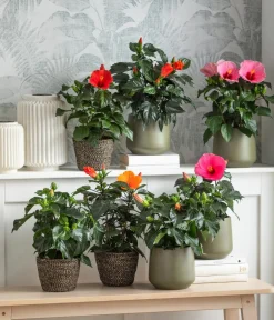 Dehner Terrassenpflanzen|Hibiskus & Oleander > Zimmerhibiskus - Hibiscus rosa-sinensis 'HibisQs®'