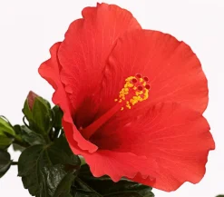 Dehner Terrassenpflanzen|Hibiskus & Oleander > Zimmerhibiskus - Hibiscus rosa-sinensis 'HibisQs®'
