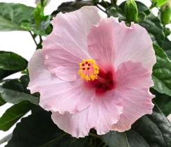 Dehner Terrassenpflanzen|Hibiskus & Oleander > Zimmerhibiskus - Hibiscus rosa-sinensis 'HibisQs®'