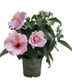 Dehner Terrassenpflanzen|Hibiskus & Oleander > Zimmerhibiskus - Hibiscus rosa-sinensis 'HibisQs®'