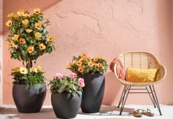 Dehner Zimmerhibiskus - Hibiscus rosa-sinensis, Stämmchen, verschiedene Farben Sale