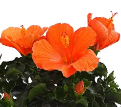 Dehner Zimmerhibiskus - Hibiscus -sinensis, verschiedene Farben Sale