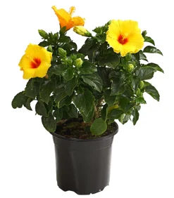 Dehner Zimmerhibiskus - Hibiscus -sinensis, verschiedene Farben Sale