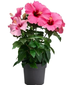 Dehner Zimmerhibiskus - Hibiscus -sinensis, verschiedene Farben Sale