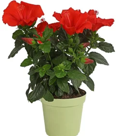 Dehner Zimmerhibiskus - Hibiscus -sinensis, verschiedene Farben Sale