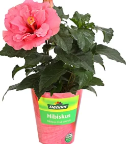 Dehner Zimmerhibiskus - Hibiscus -sinensis, gefüllt, verschiedene Farben Sale