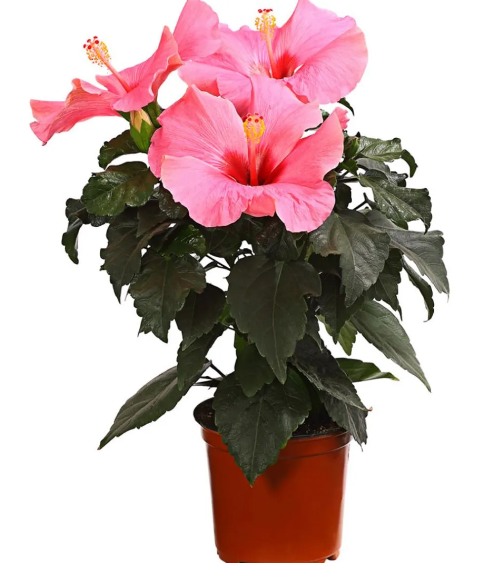 Dehner Zimmerhibiskus - Hibiscus -sinensis 'HibisQs®' Rosa Best