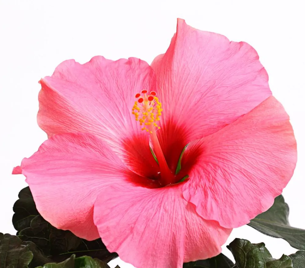 Dehner Zimmerhibiskus - Hibiscus -sinensis 'HibisQs®' Rosa Best