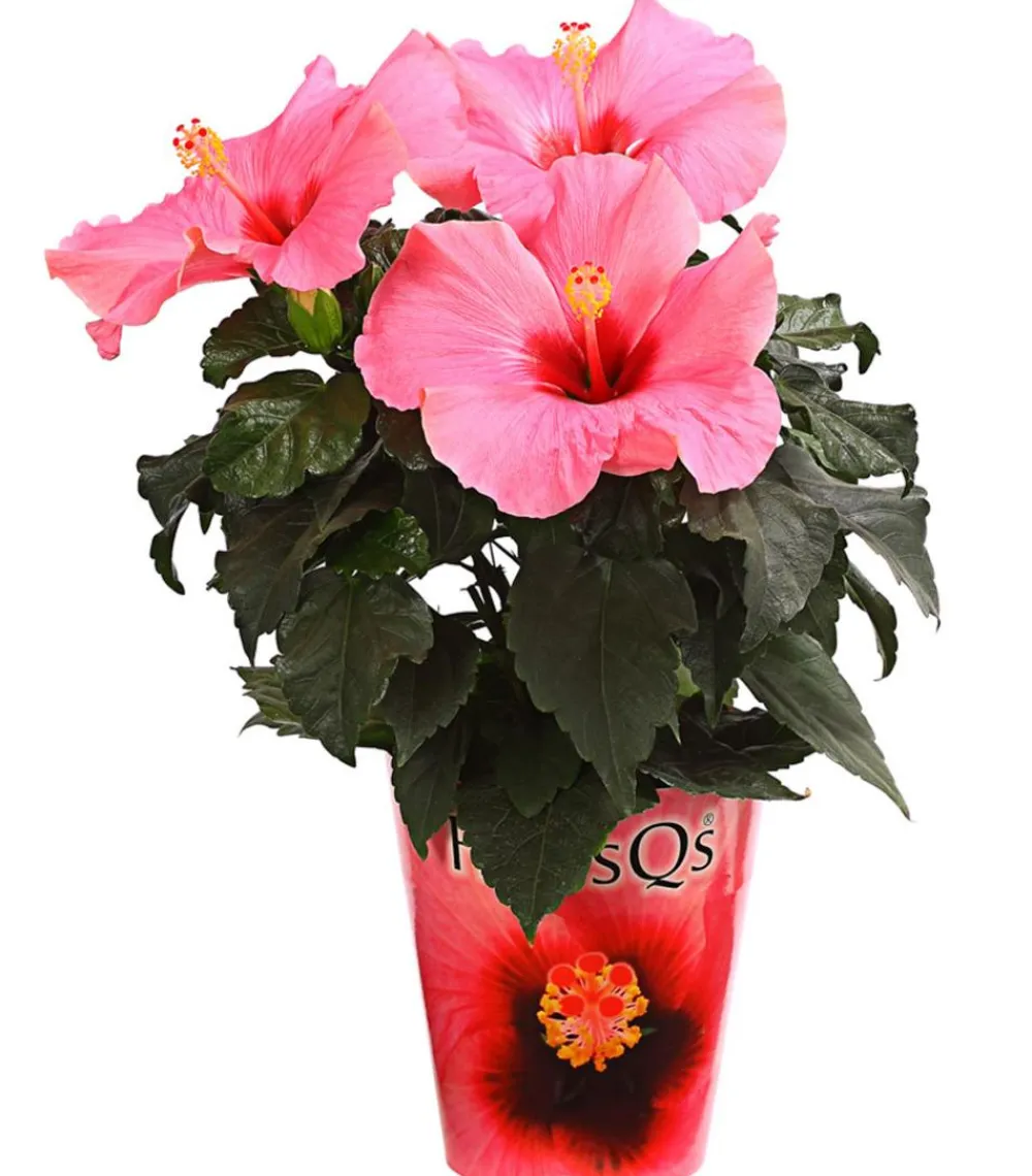Dehner Zimmerhibiskus - Hibiscus -sinensis 'HibisQs®' Rosa Best