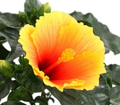 Dehner Zimmerhibiskus - Hibiscus rosa-sinensis 'HibisQs®' Apricot Online
