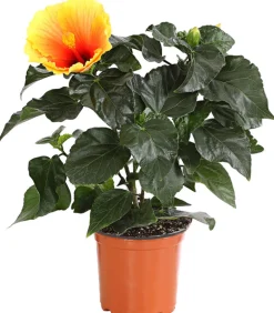 Dehner Zimmerhibiskus - Hibiscus rosa-sinensis 'HibisQs®' Apricot Online