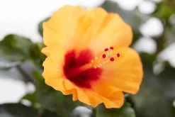 Dehner Zimmerhibiskus - Hibiscus rosa-sinensis 'HibisQs® Petit ' Orange Best