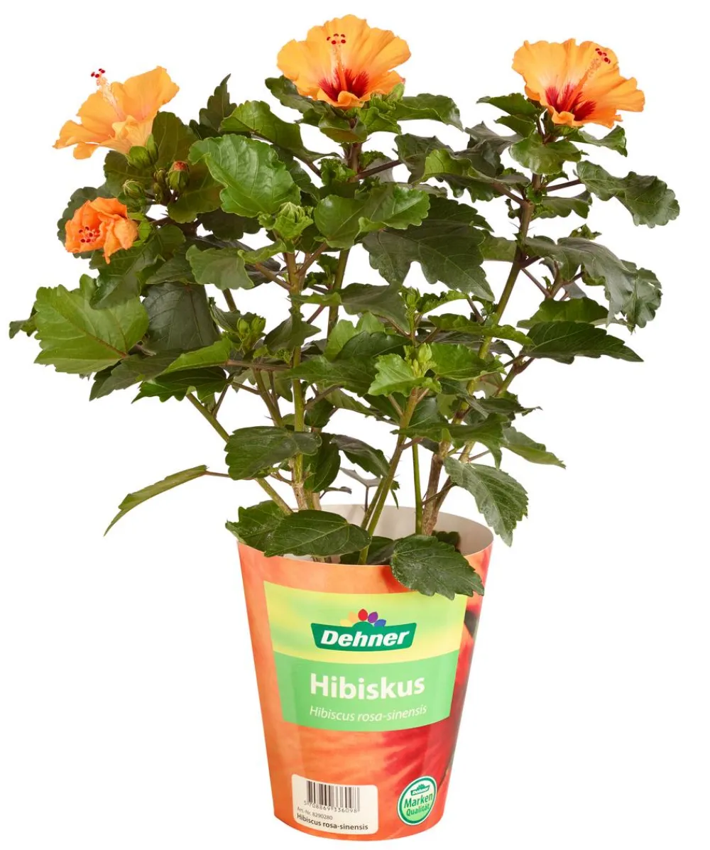 Dehner Zimmerhibiskus - Hibiscus rosa-sinensis 'HibisQs® Petit ' Orange Best