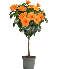 Dehner Terrassenpflanzen|Hibiskus & Oleander - Zimmerhibiskus - Hibiscus rosa-sinensis, Stämmchen, verschiedene Farben