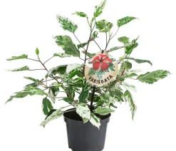 Dehner Terrassenpflanzen|Hibiskus & Oleander - Zimmerhibiskus - Hibiscus rosa-sinensis 'Variegata', panaschiert