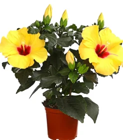 Dehner Terrassenpflanzen|Hibiskus & Oleander - Zimmerhibiskus - Hibiscus rosa-sinensis 'HibisQs®' Gelb