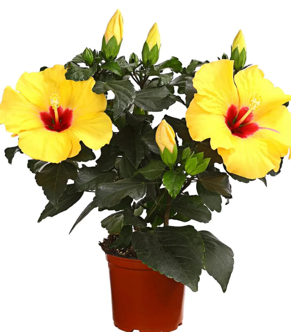 Dehner Terrassenpflanzen|Hibiskus & Oleander - Zimmerhibiskus - Hibiscus rosa-sinensis 'HibisQs®' Gelb
