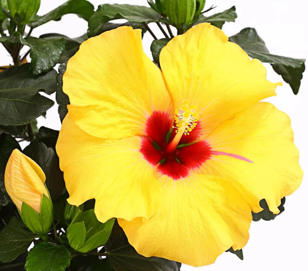Dehner Terrassenpflanzen|Hibiskus & Oleander - Zimmerhibiskus - Hibiscus rosa-sinensis 'HibisQs®' Gelb