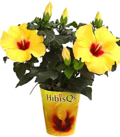 Dehner Terrassenpflanzen|Hibiskus & Oleander - Zimmerhibiskus - Hibiscus rosa-sinensis 'HibisQs®' Gelb