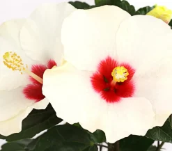 Dehner Terrassenpflanzen|Hibiskus & Oleander - Zimmerhibiskus - Hibiscus rosa-sinensis 'HibisQs®' Weiß