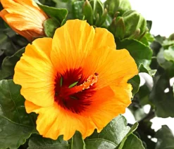 Dehner Terrassenpflanzen|Hibiskus & Oleander - Zimmerhibiskus - Hibiscus rosa-sinensis 'HibisQs® Petit ' Orange